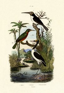 Jabiru, 1833-39 av French School
